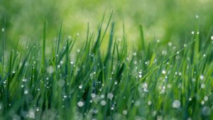 AINsight sheryl barden dew on green grass