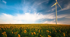 api case study - energy company embracing change - windmill and sunflowers
